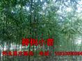 山东榆树供应价格-15910090984 