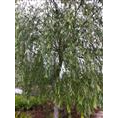 山东柳树供应基地-山东济南**柳树 