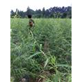 山东柳树小苗*山东黄金柳批发 