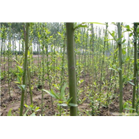 **馒头柳#山东馒头柳#山东馒头柳基地 