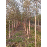 供应速生柳&**柳树@山东合欢基地 
