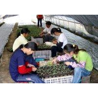 ##**济南柳树##出售山东济南柳树 