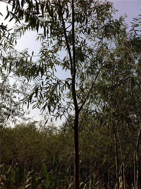 柳树小苗基地、山东柳树小苗基地