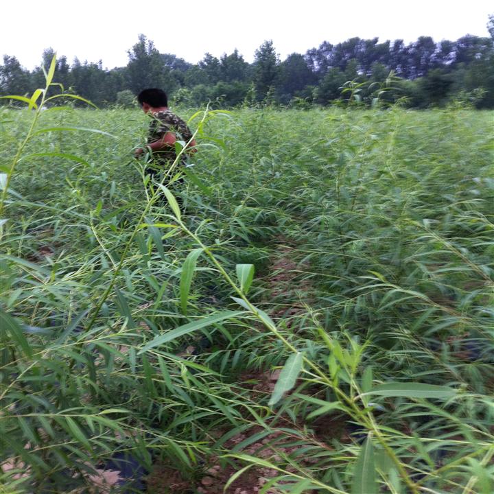 山东柳树小苗基地-山东济南**柳树 
