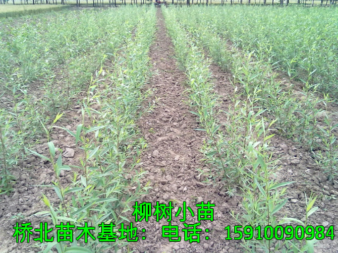 柳树小苗基地-供应速生柳树￥供应柳树 