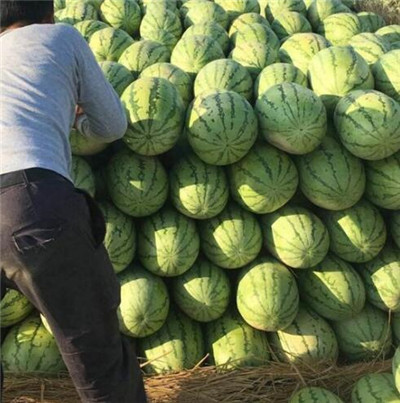 新疆昌吉西瓜-新疆昌吉西瓜价格 