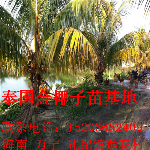 海南椰子苗15203662409金椰子树4 