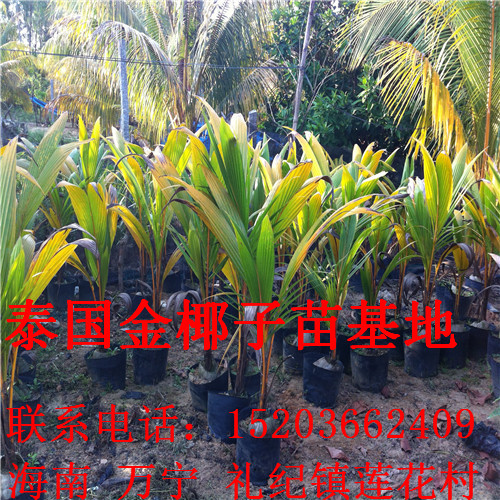 泰国金椰子苗，风景金椰子树，金椰子青果11 