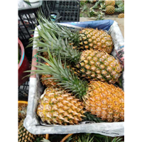 广东菠萝_广东菠萝 