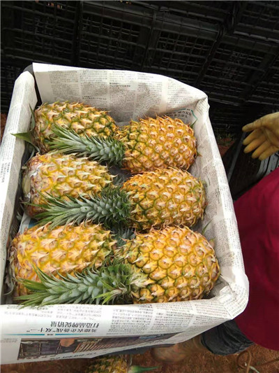 广东菠萝代办
