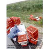 杭州龙虾养殖场