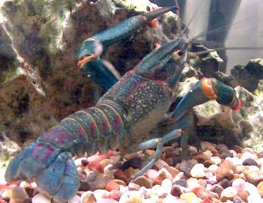 浙江淡水龙虾养殖批发 