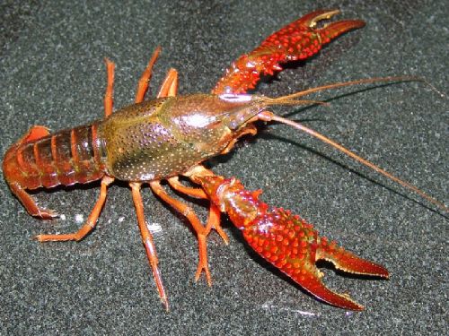 浙江淡水龙虾养殖批发/宁波淡水龙虾苗 