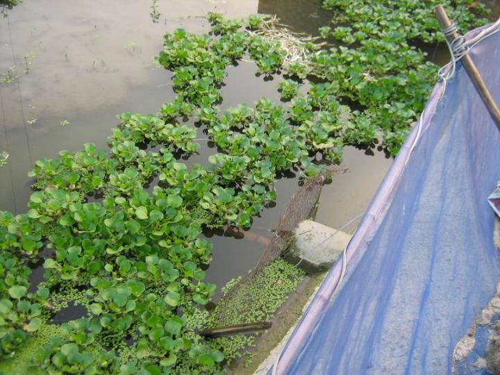 浙江龙虾苗供应/宁波龙虾苗养殖 
