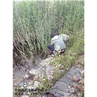 丽水龙虾批发