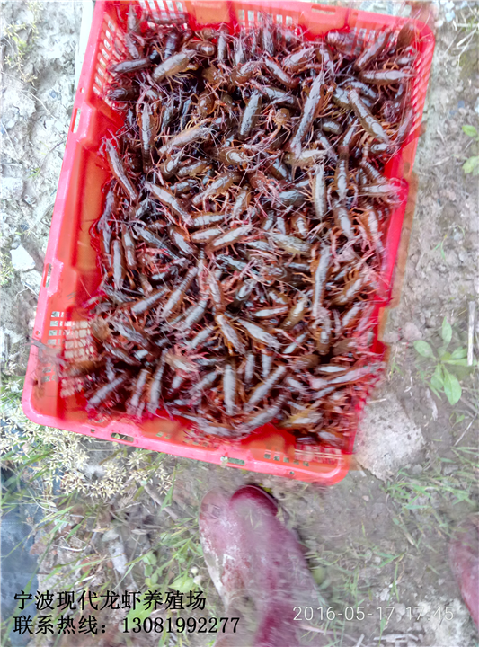 台州龙虾批发