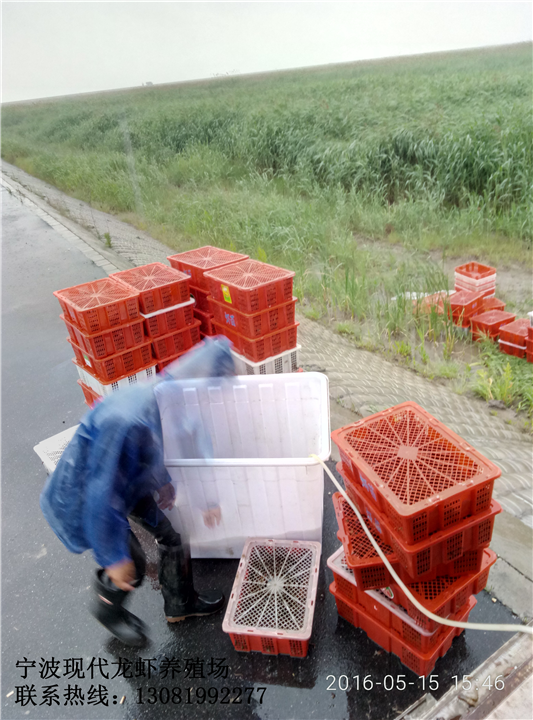 宁波龙虾养殖场