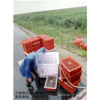 宁波龙虾养殖场