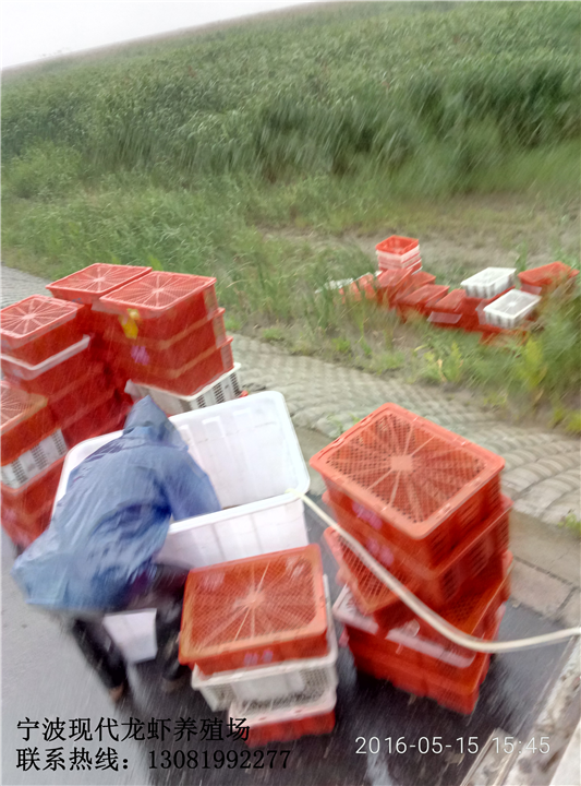 杭州龙虾养殖场