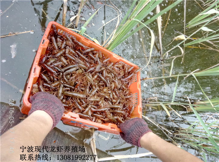 舟山龙虾批发