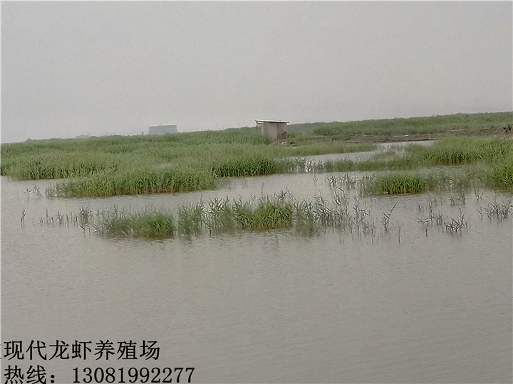 温州龙虾养殖场