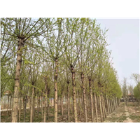 山东柳树_山东垂柳基地
