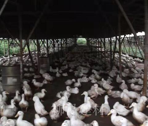 广西养殖棚搭建