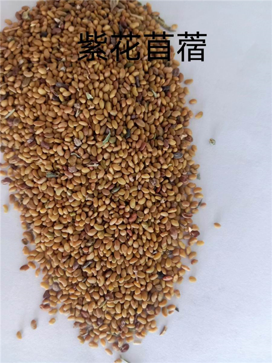 锡林浩特苗木批发基地