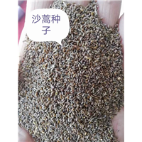 锡林浩特树籽批发