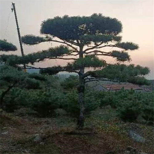 济南造型松