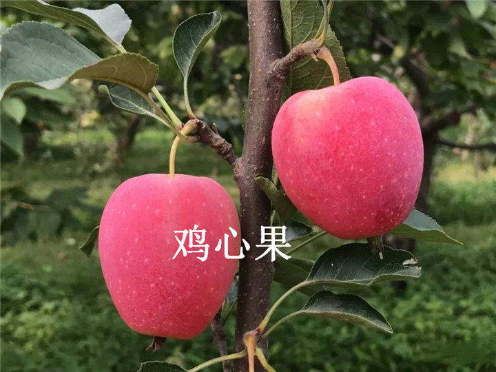 辽源鸡心果基地