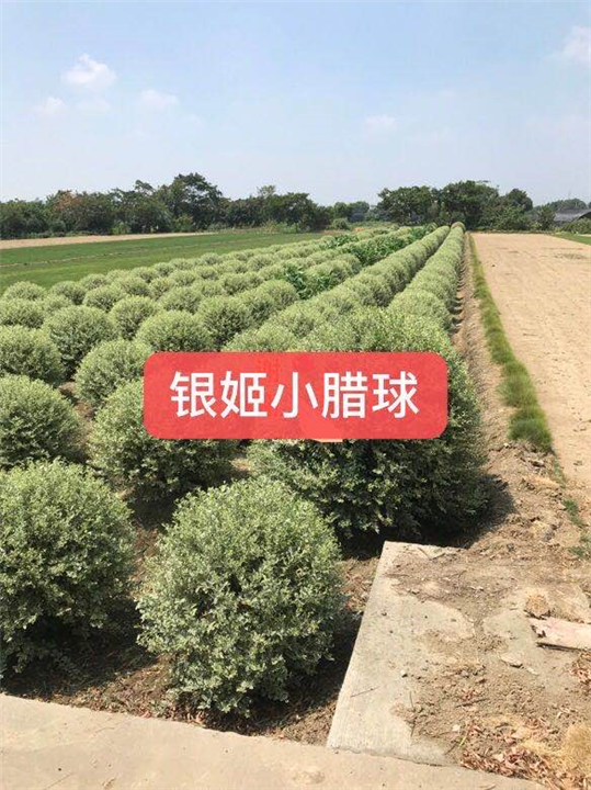 江苏朴树产地-朴树6-江苏朴树出售 