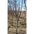 青岛优质樱花基地##山东樱花嫁接苗
