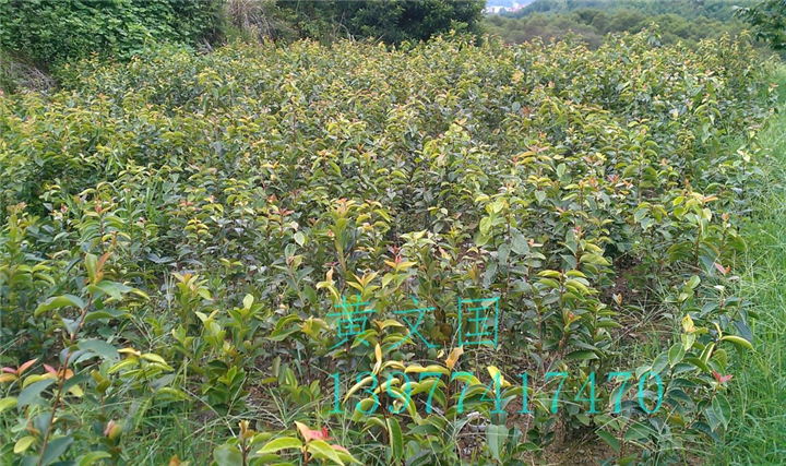 红花油茶嫁接苗2年苗 