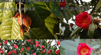 福建大果红花油茶树苗价格 