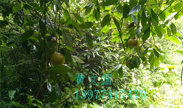红花油茶果实-广西红花油茶果实价格 
