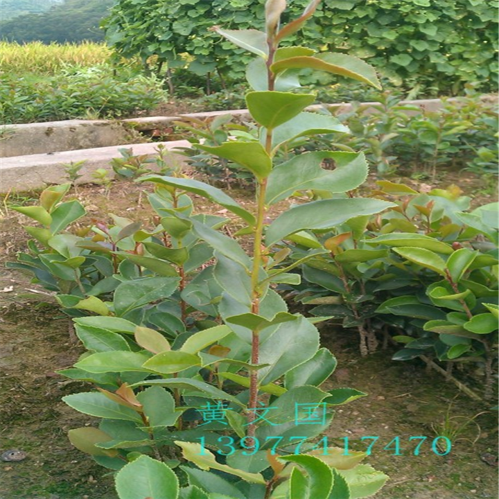 软枝油茶实生苗-广西软枝油茶实生苗价格 