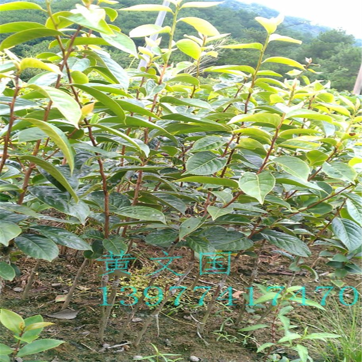 红花油茶嫁接苗2年苗 