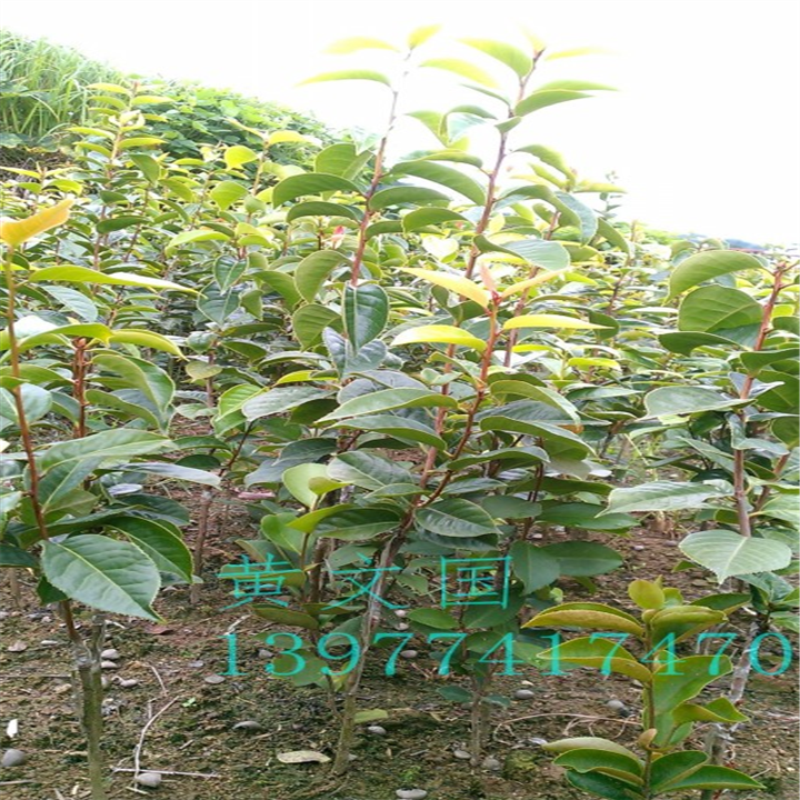 红花油茶嫁接苗2年苗 