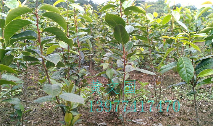 红花油茶嫁接苗2年苗 