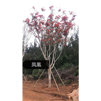 海南绿化苗木 