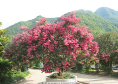 海南红花紫荆 