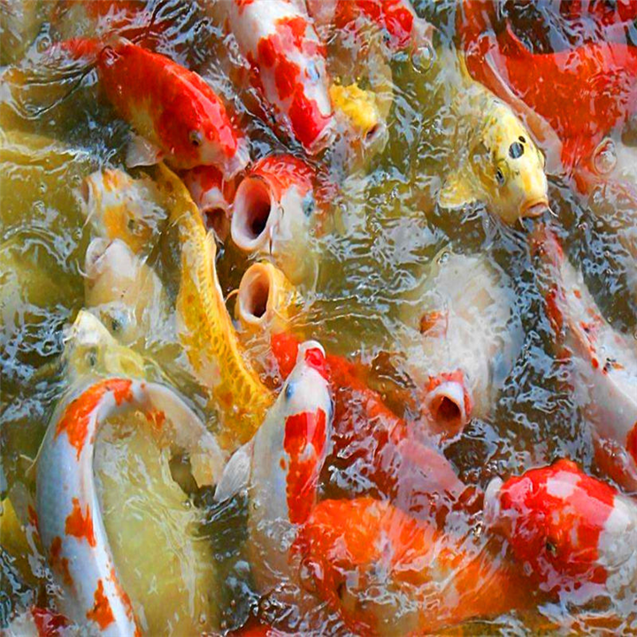 吃奶鱼驯养 