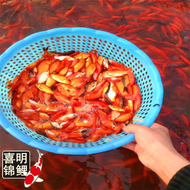 一斤五六十尾的小红鲫鱼批发 