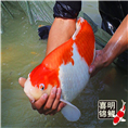 新疆锦鲤批发 新疆专业锦鲤养殖场 