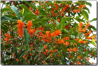 广州红桂花苗木基地/供应广州红桂花小苗 