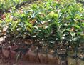 湖北软枝油茶苗木销售价格/批发/厂家 