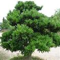 沈阳罗汉松苗木基地/供应沈阳罗汉松小苗 