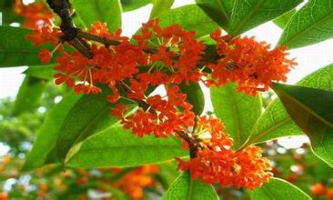 海南红桂花苗木基地/供应海南红桂花小苗 