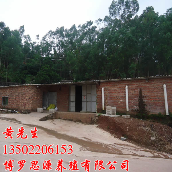 惠州胡须鸡苗、博罗胡须鸡苗、广东鸡苗批发
